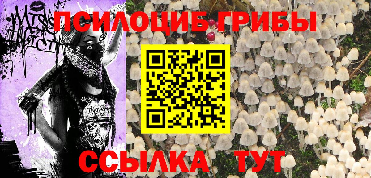 Галлюциногенные грибы Psilocybine cubensis Кузнецк